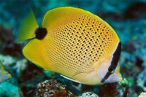 CHAETODON MILIARIS